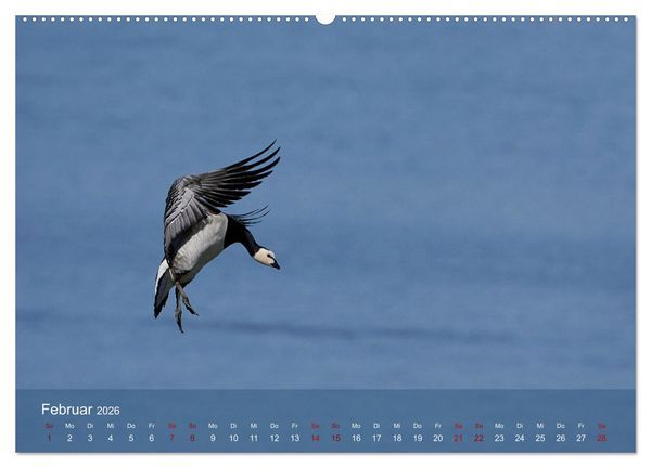Produktbild: V&ouml;gel an Deutschlands K&uuml;sten (hochwertiger Premium Wandkalender 2026 DIN A2 quer), Kunstdruck in Hochglanz