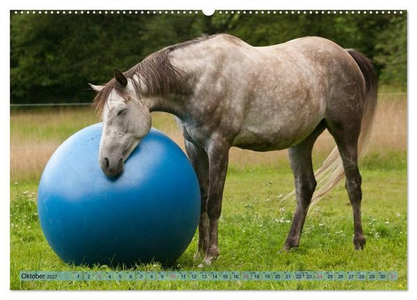 Produktbild: Lustiger Schimmel - ein Pferd mit Humor (hochwertiger Premium Wandkalender 2027 DIN A2 quer), Kunstdruck in Hochglanz