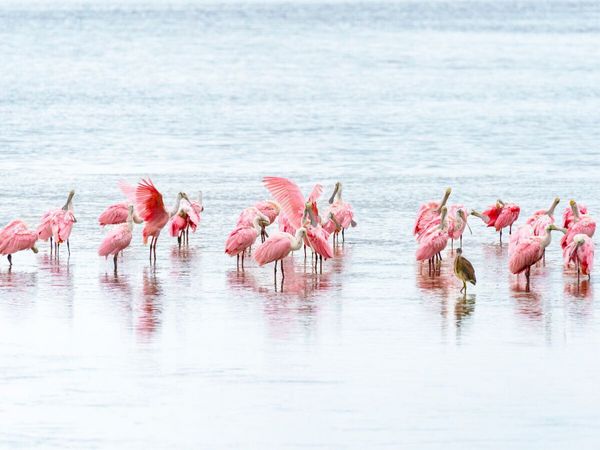 Produktbild: CALVENDO Puzzle Rosal&ouml;ffler in Florida | 1000 Teile Lege-Gr&ouml;&szlig;e 64x48cm Foto-Puzzle f&uuml;r gl&uuml;ckliche Stunden