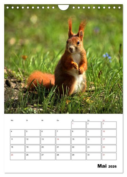 Produktbild: Heimische Wildtiere Terminplaner (Wandkalender 2026 DIN A4 hoch), CALVENDO Monatskalender
