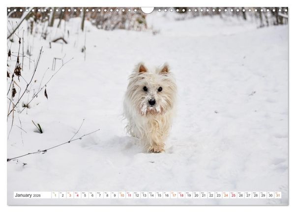 Produktbild: West Highland White Terrier - Your charming companion (Wall Calendar 2026 DIN A3 landscape), CALVENDO 12 Month Wall Calendar