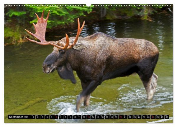 Produktbild: MOOSE Of The Northern Woods (High Quality Premium Wall Calendar 2026 DIN A2 landscape),CALVENDO 12 Month Wall Calendar