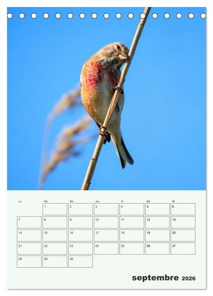 Produktbild: Le monde intime des oiseaux (Calendrier de bureau 2026 DIN A5 horizontal), CALVENDO calendrier mensuel