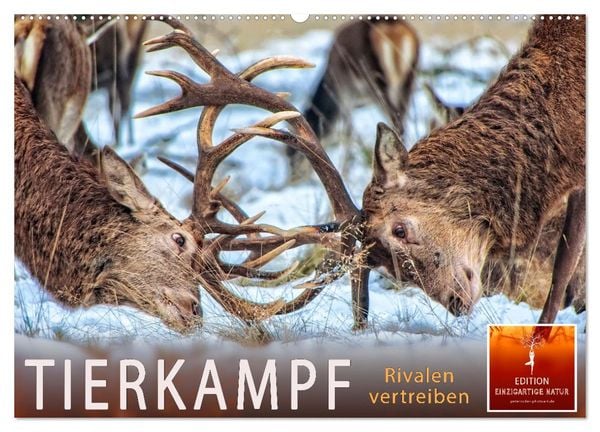 Tierkampf - Rivalen vertreiben (Wandkalender 2025 DIN A2 quer), CALVENDO Monatskalender