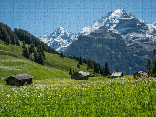 Produktbild: CALVENDO Puzzle Alph&uuml;tten mit M&ouml;nch, Berner Oberland nahe Birg, Schweiz | 1000 Teile Lege-Gr&ouml;&szlig;e 64x48cm Foto-Puzzle f&uuml;r gl&uuml;ckliche Stunden