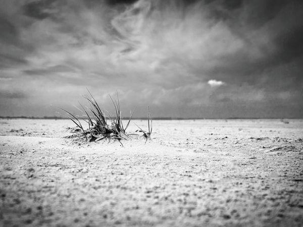Produktbild: CALVENDO Puzzle Strandgeselle | 1000 Teile Lege-Gr&ouml;&szlig;e 64x48cm Foto-Puzzle f&uuml;r gl&uuml;ckliche Stunden