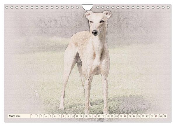 Produktbild: Whippet 2026 (Wandkalender 2026 DIN A4 quer), CALVENDO Monatskalender
