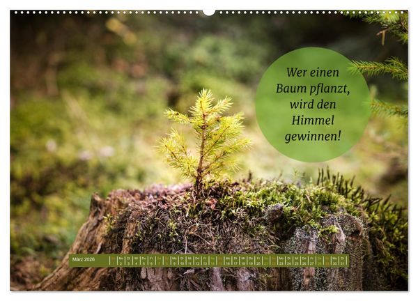 Produktbild: WALD Erholung pur (hochwertiger Premium Wandkalender 2026 DIN A2 quer), Kunstdruck in Hochglanz