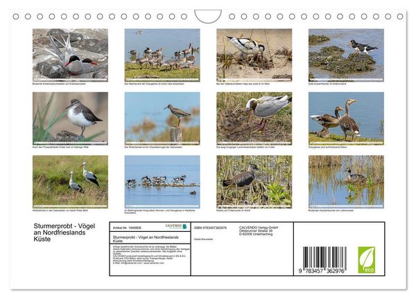 Produktbild: Sturmerprobt - V&ouml;gel an Nordfrieslands K&uuml;ste (Wandkalender 2026 DIN A4 quer), CALVENDO Monatskalender