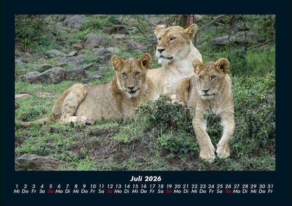 Produktbild: L&ouml;wen in der Wildnis 2026 Fotokalender DIN A4