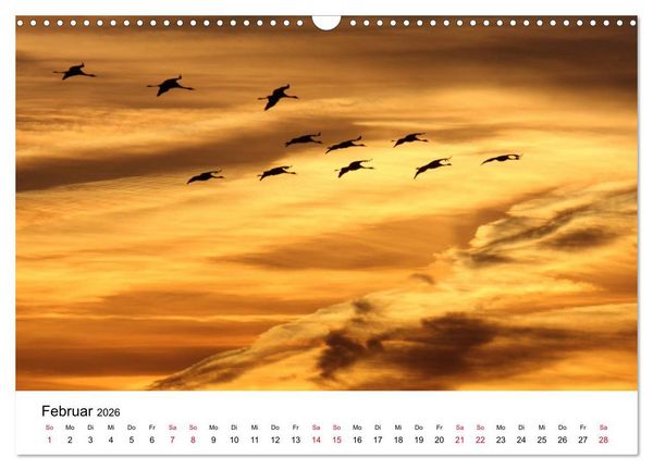 Produktbild: Zug der Kraniche (Wandkalender 2026 DIN A3 quer), CALVENDO Monatskalender