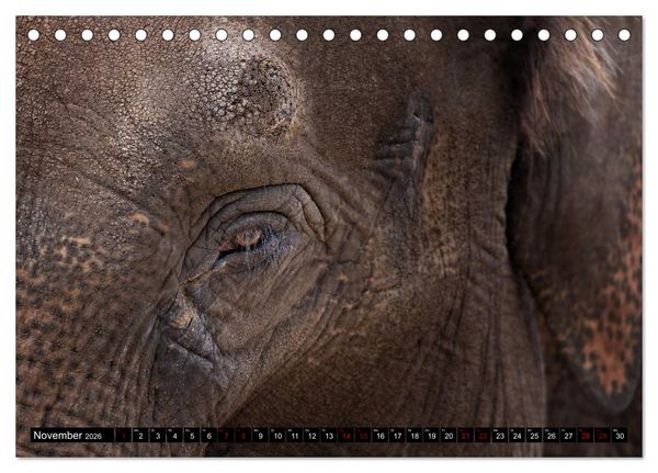 Produktbild: Wild Animals - Wilde Tiere (Tischkalender 2026 DIN A5 quer), CALVENDO Monatskalender