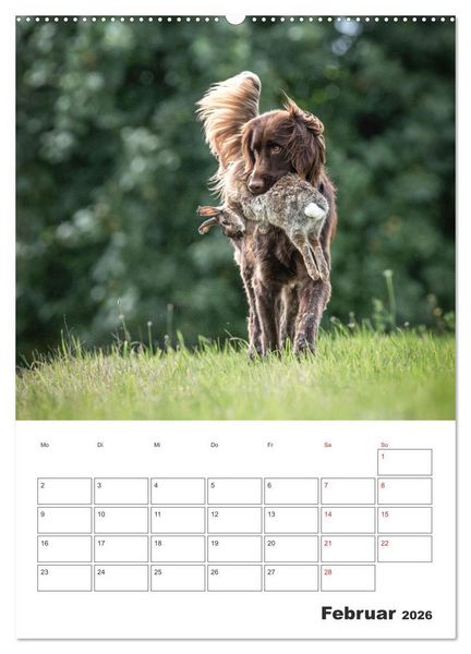 Produktbild: Geboren um zu Jagen. Der kleine M&uuml;nsterl&auml;nder (hochwertiger Premium Wandkalender 2026 DIN A2 hoch), Kunstdruck in Hochglanz