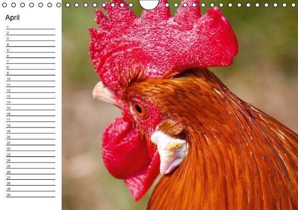 Produktbild: H&uuml;hner / Geburtstagskalender (Wandkalender immerw&auml;hrend DIN A4 quer)