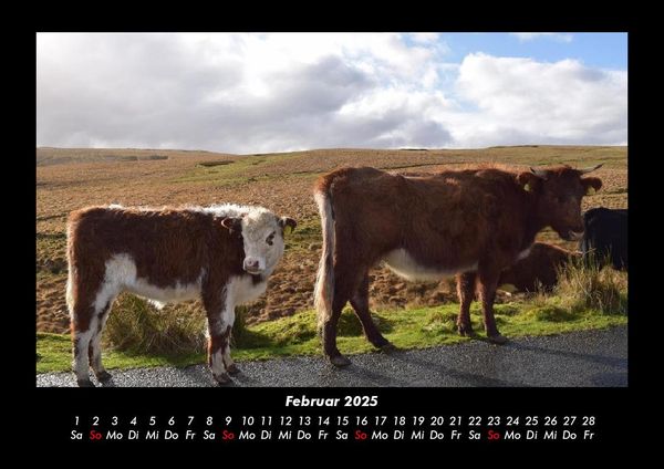 Produktbild: Kuhkalender 2025 Fotokalender DIN A3