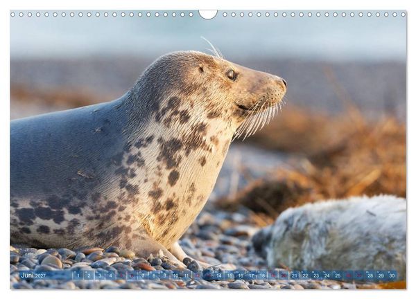 Produktbild: Robben - Lustige Bewohner Helgolands (Wandkalender 2027 DIN A3 quer), CALVENDO Monatskalender