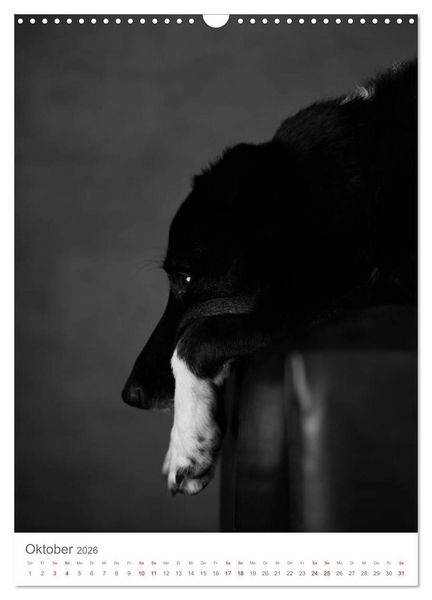 Produktbild: Fine Art Hundeportraits (Wandkalender 2026 DIN A3 hoch), CALVENDO Monatskalender