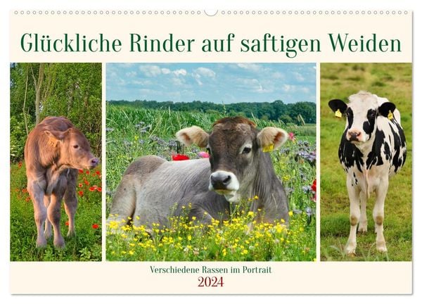 Glückliche Rinder auf saftigen Weiden (Wandkalender 2024 DIN A2 quer), CALVENDO Monatskalender