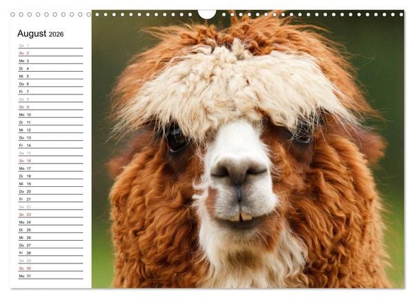 Produktbild: Alpakas und Lamas (Wandkalender 2026 DIN A3 quer), CALVENDO Monatskalender