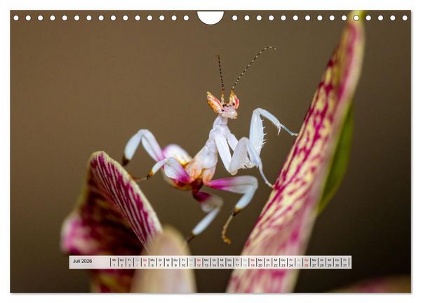 Produktbild: Die Orchideen Gottesanbeterin (Wandkalender 2026 DIN A4 quer), CALVENDO Monatskalender