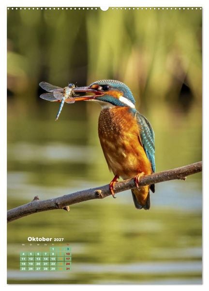 Produktbild: Bunte Eisv&ouml;gel (Wandkalender 2027 DIN A2 hoch), CALVENDO Monatskalender