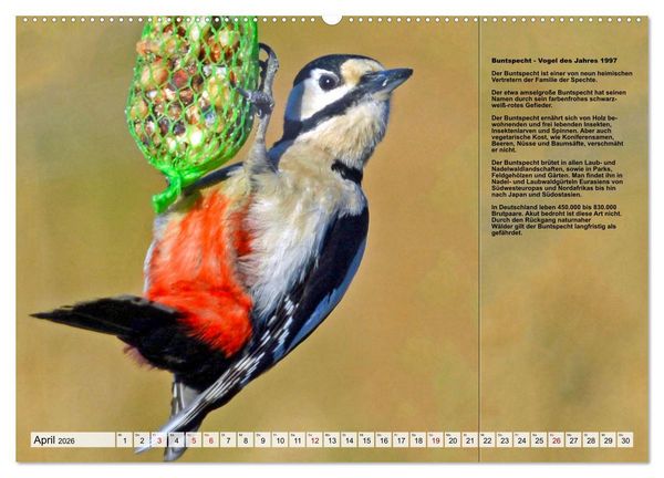 Produktbild: Heimische V&ouml;gel des Jahres (Wandkalender 2026 DIN A2 quer), CALVENDO Monatskalender