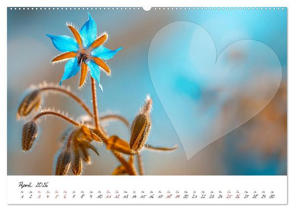 Produktbild: Blauer Bl&uuml;tentraum - Bastelkalender (Wandkalender 2026 DIN A2 quer), CALVENDO Monatskalender