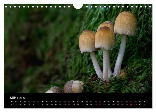 Produktbild: Pilzgalerie (Wandkalender 2027 DIN A4 quer), CALVENDO Monatskalender