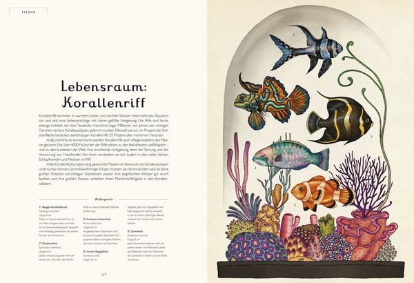 Produktbild: Das Museum der Tiere