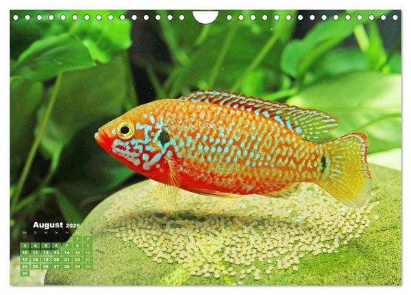 Produktbild: Glanz im Aquarium: S&uuml;&szlig;wasserfische (Wandkalender 2026 DIN A4 quer), CALVENDO Monatskalender