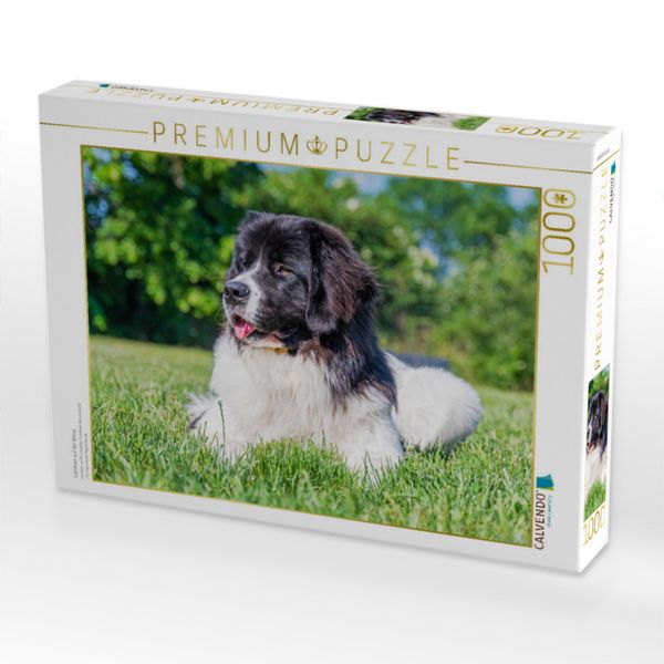 Produktbild: CALVENDO Puzzle Landseer auf der Wiese | 1000 Teile Lege-Gr&ouml;&szlig;e 64x48cm Foto-Puzzle f&uuml;r gl&uuml;ckliche Stunden