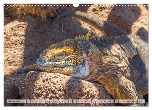 Produktbild: Die Galapagosinseln - Santa Cruz Island (Wandkalender 2026 DIN A3 quer), CALVENDO Monatskalender
