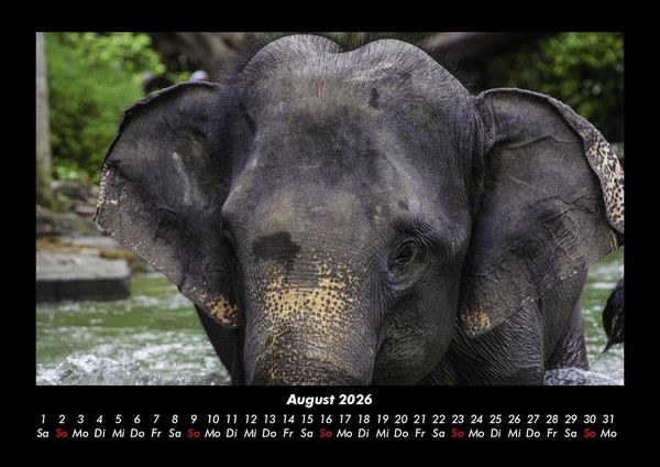 Produktbild: Elefanten 2026 Fotokalender DIN A3