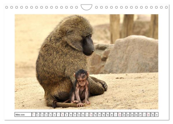 Produktbild: Kleine Schelme - Tierbabys (Wandkalender 2026 DIN A4 quer), CALVENDO Monatskalender