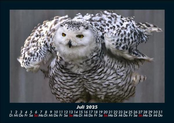 Produktbild: Welt der V&ouml;gel 2025 Fotokalender DIN A5