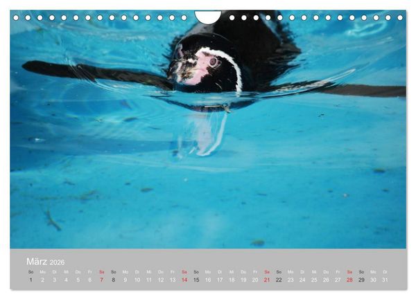 Produktbild: Pinguine 2026 (Wandkalender 2026 DIN A4 quer), CALVENDO Monatskalender