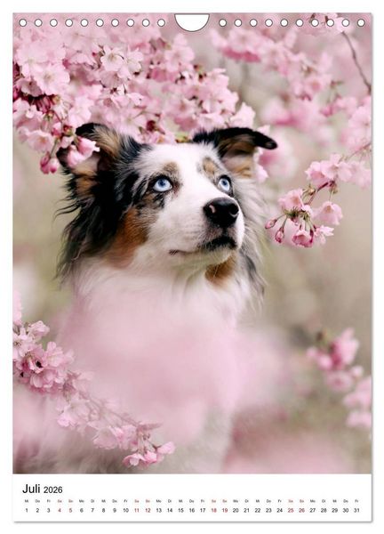 Produktbild: Australian Shepherd - Beste Freunde (Wandkalender 2026 DIN A4 hoch), CALVENDO Monatskalender