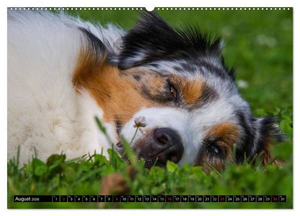 Produktbild: Bekannt wie ein bunter Hund. Australian Shepherd (Wandkalender 2026 DIN A2 quer), CALVENDO Monatskalender