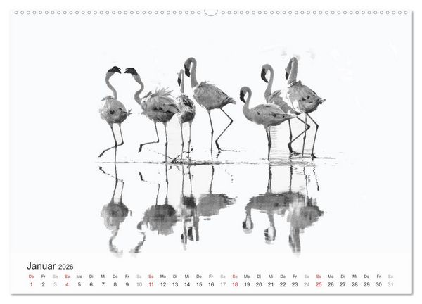 Produktbild: Flamingo Impressionen 2026 (hochwertiger Premium Wandkalender 2026 DIN A2 quer), Kunstdruck in Hochglanz