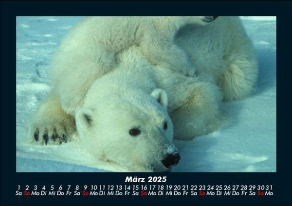 Produktbild: Welt der Tiere 2025 Fotokalender DIN A5