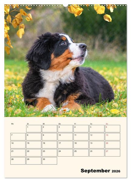 Produktbild: Traumhaft sch&ouml;n - Der Berner Sennenhund (Wandkalender 2026 DIN A2 hoch), CALVENDO Monatskalender