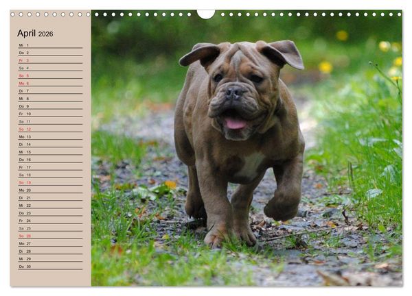 Produktbild: Bulldoggen-Kinder (Wandkalender 2026 DIN A3 quer), CALVENDO Monatskalender