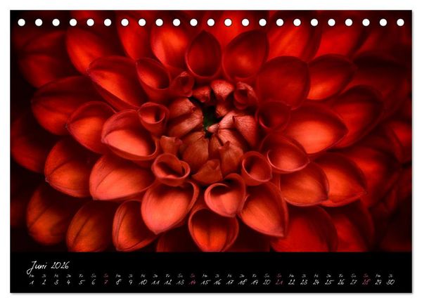 Produktbild: Serenade - Visuelle Musik der Blumen (Tischkalender 2026 DIN A5 quer), CALVENDO Monatskalender