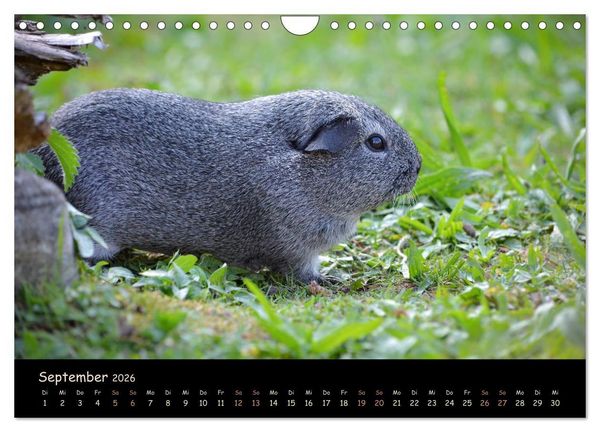 Produktbild: Meerschweinchen - Kleine s&uuml;&szlig;e Fellnasen (Wandkalender 2026 DIN A4 quer), CALVENDO Monatskalender