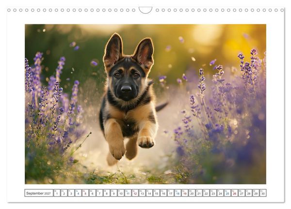 Produktbild: Treue, die bleibt. Emotionale Augenblicke mit Sch&auml;ferhunden. (Wandkalender 2027 DIN A3 quer), CALVENDO Monatskalender