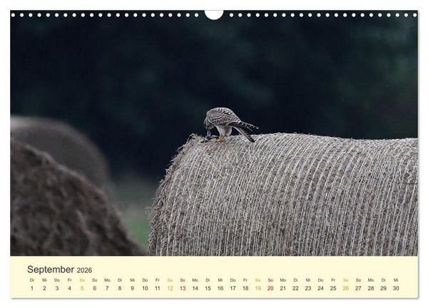 Produktbild: Im Revier der Falken (Wandkalender 2026 DIN A3 quer), CALVENDO Monatskalender
