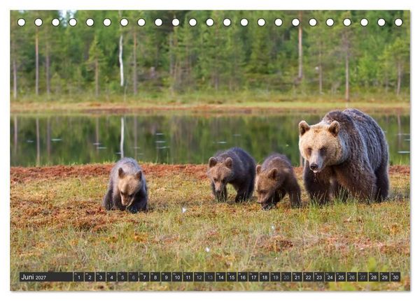 Produktbild: Magie des Augenblicks - B&auml;ren in nordischen W&auml;ldern (Tischkalender 2027 DIN A5 quer), CALVENDO Monatskalender