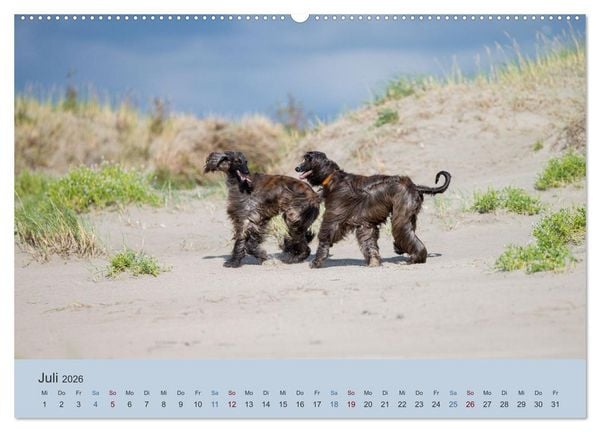Produktbild: AFGHANISCHE WINDHUNDE 2026 (Wandkalender 2026 DIN A2 quer), CALVENDO Monatskalender