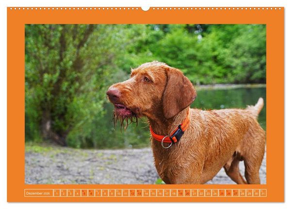 Produktbild: Faszination Magyar Vizsla (Wandkalender 2026 DIN A2 quer), CALVENDO Monatskalender