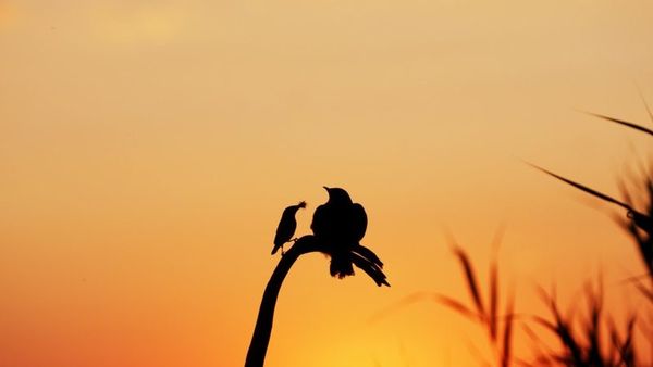 Produktbild: Vogelperspektiven (Special Edition)